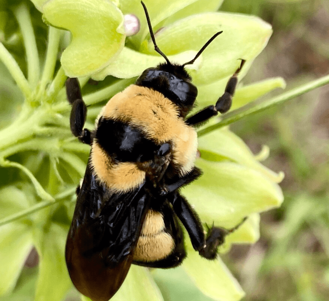 The Kunming-Montreal Global Biodiversity Framework: A call for urgent and transformative action