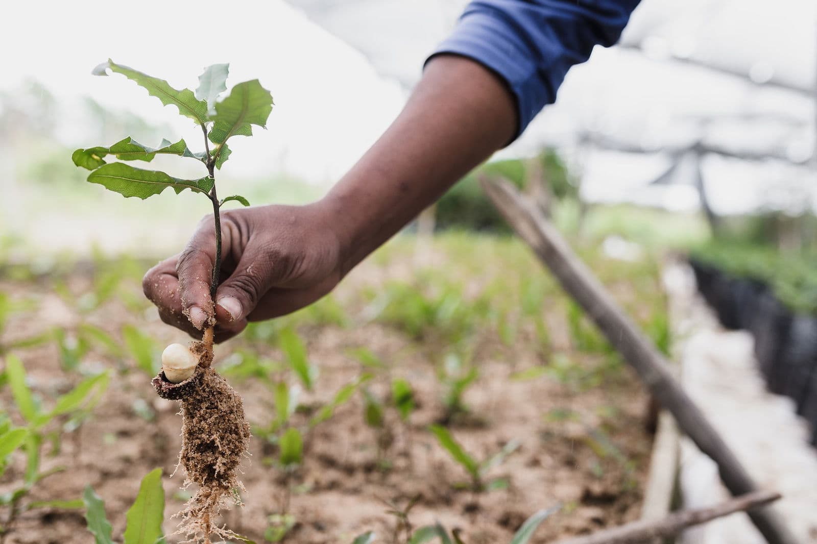 Why planting tree is not the miracle solution