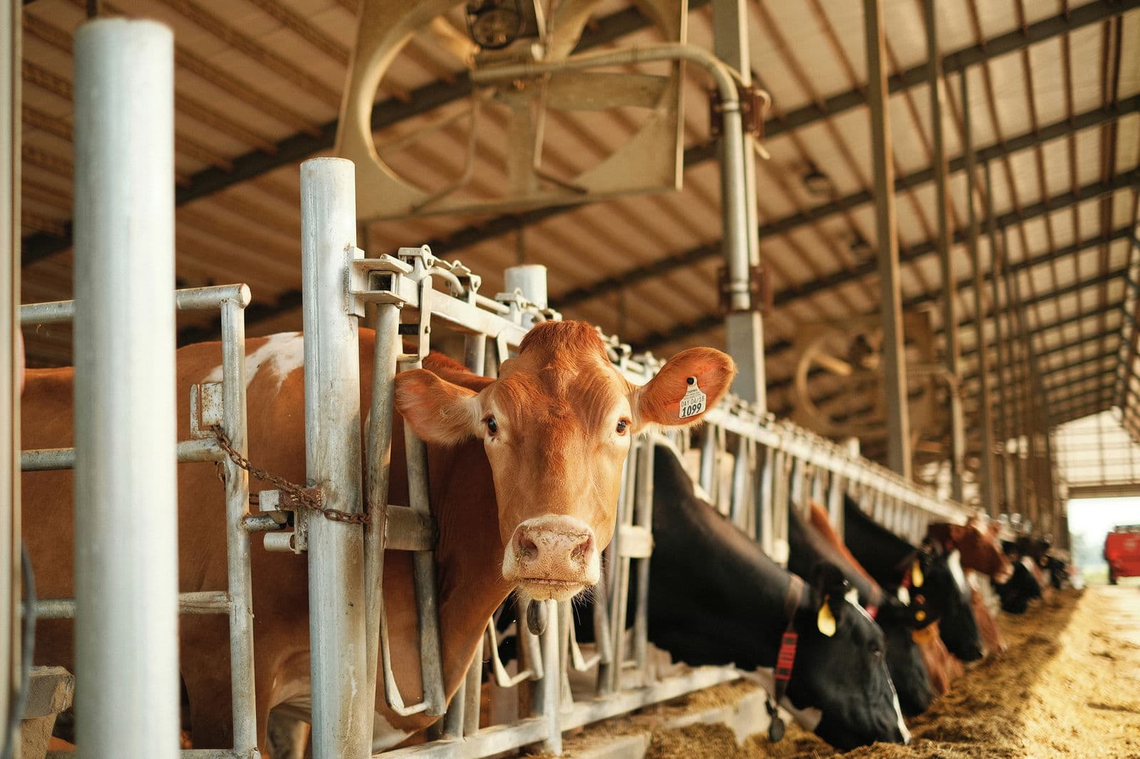 Green horizons – transforming dairy farming with AI and big data