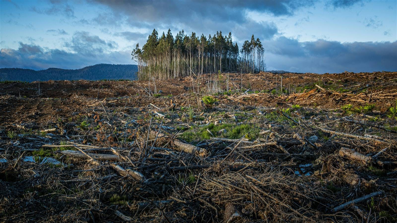 How to tackle the global deforestation crisis, MIT News