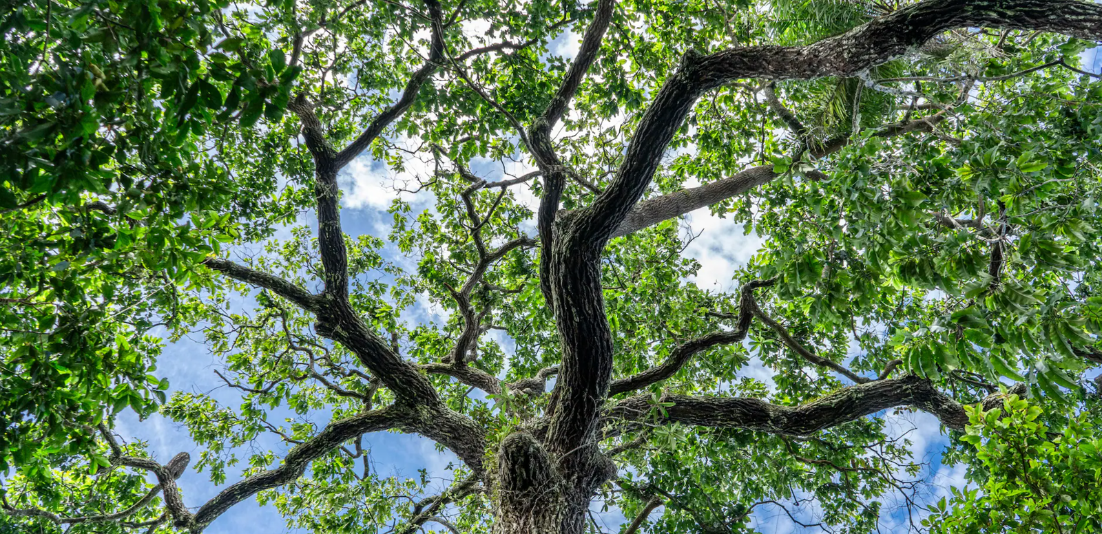 Revolutionizing impact investment in tropical hardwood restoration