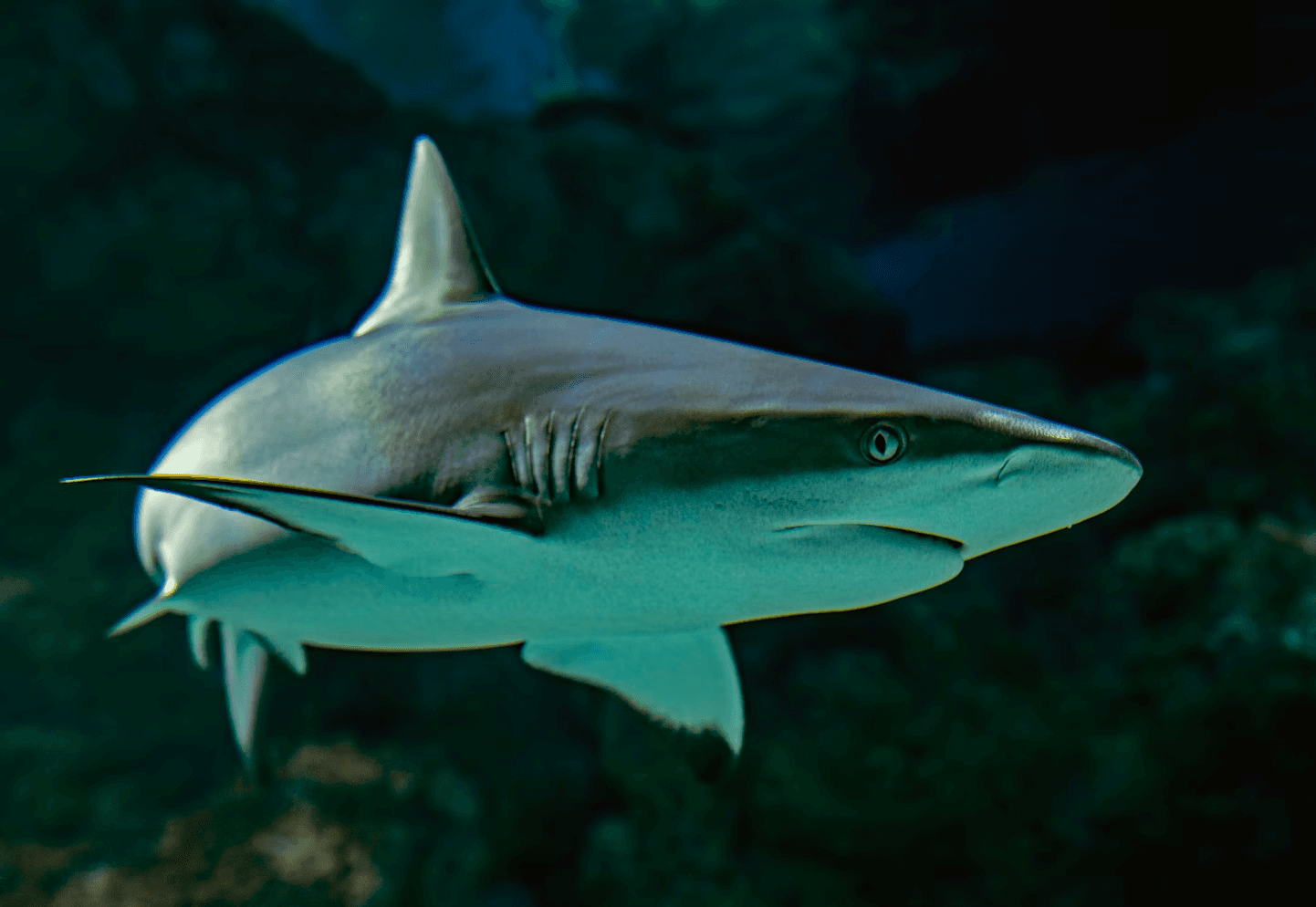 CITES Growing Role in International Shark Conservation