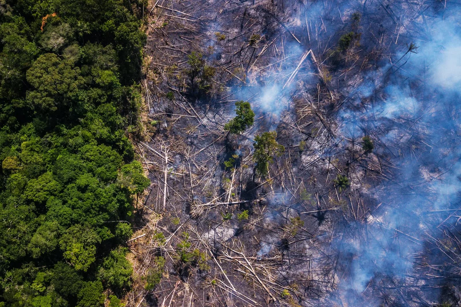 Exclusive: 25 years of data reveal the new driver of forest carbon loss