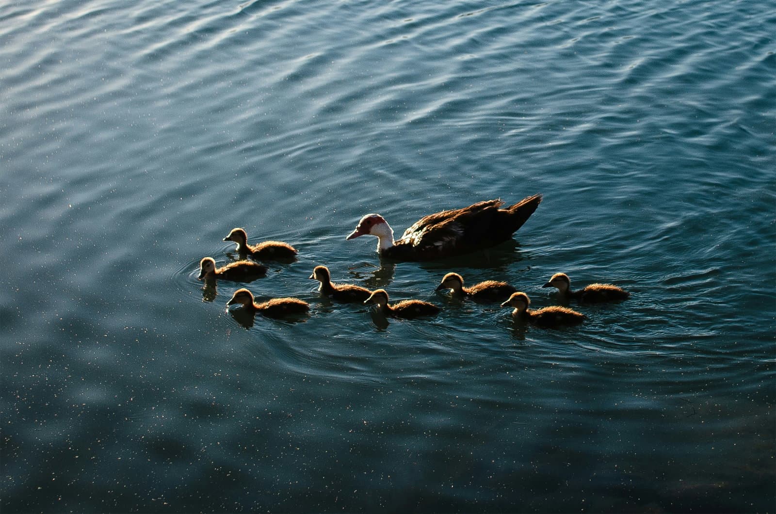 Nature needs a new capital stack – and family offices can lead the way