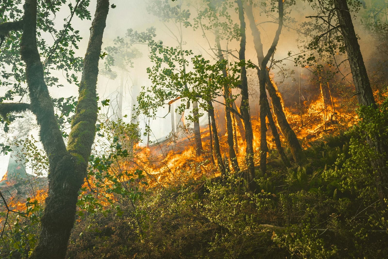 What COP30 actually delivered - and does it even matter?
