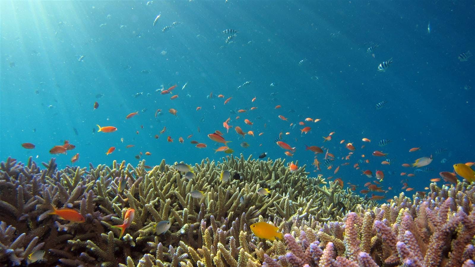 As climate change and pollution imperil coral reefs, scientists are deep-freezing corals to repopulate future oceans