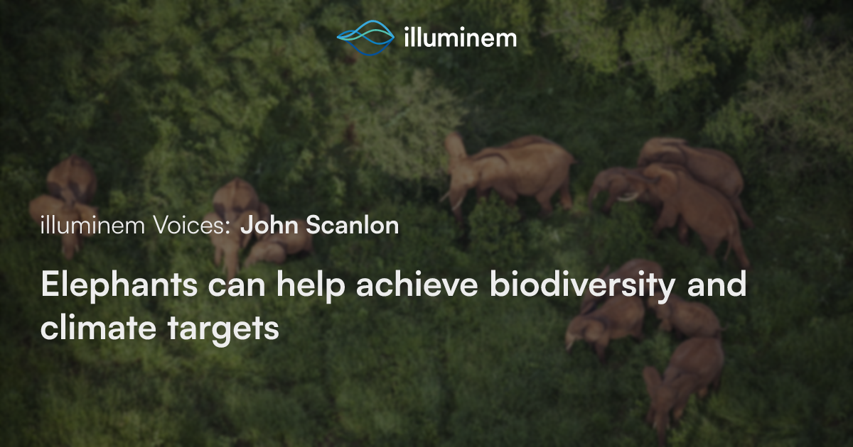 Elephants can help achieve biodiversity and climate targets | illuminem