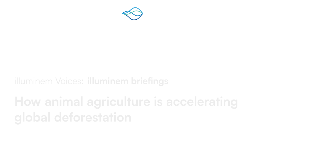 How animal agriculture is accelerating global deforestation illuminem