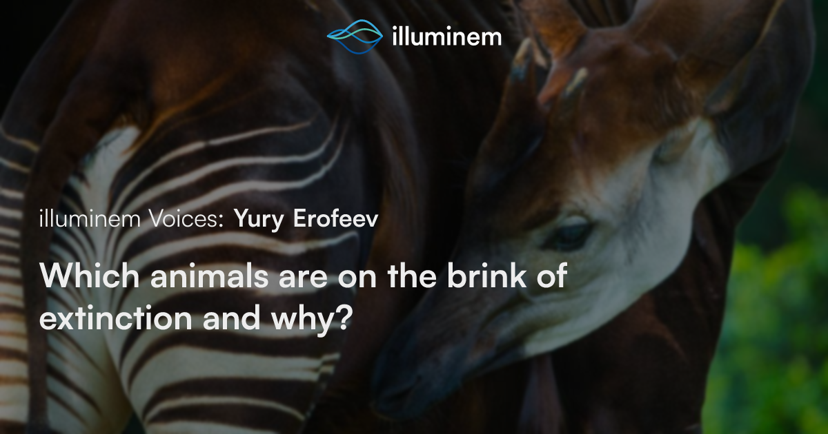 Which animals are on the brink of extinction and why? | illuminem